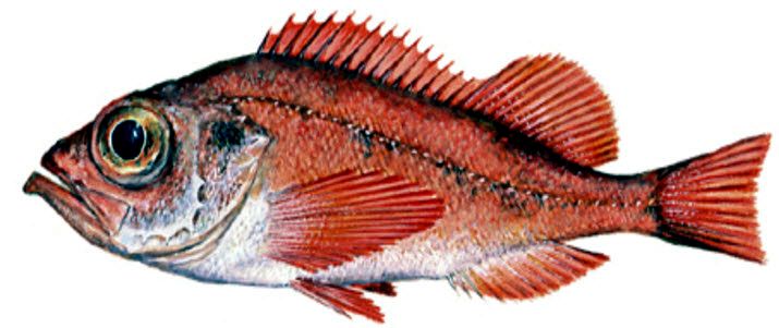 Sebastes mentella_06.jpg